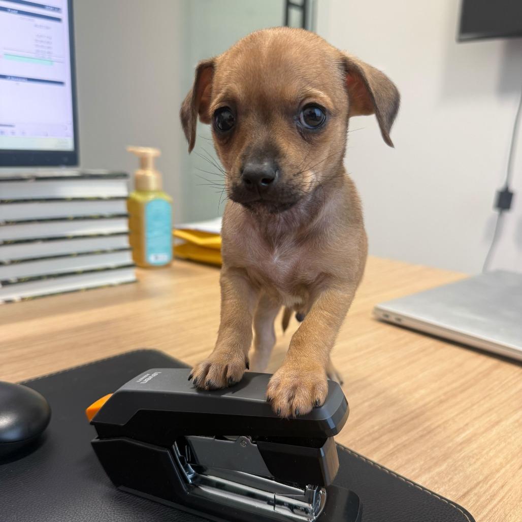 Enlarge Dumpling, a Adoptable Chihuahua in Brooklyn, NY image 3/6
