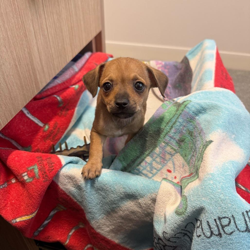 Enlarge Dumpling, a Adoptable Chihuahua in Brooklyn, NY image 5/6