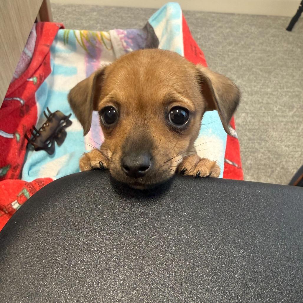 Enlarge Dumpling, a Adoptable Chihuahua in Brooklyn, NY image 6/6