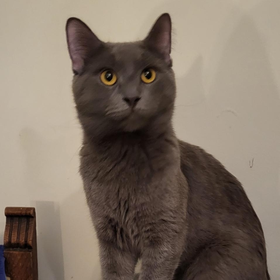 Enlarge Fabian, a Adoptable Domestic Short Hair in Scarborough, ON image 1/1