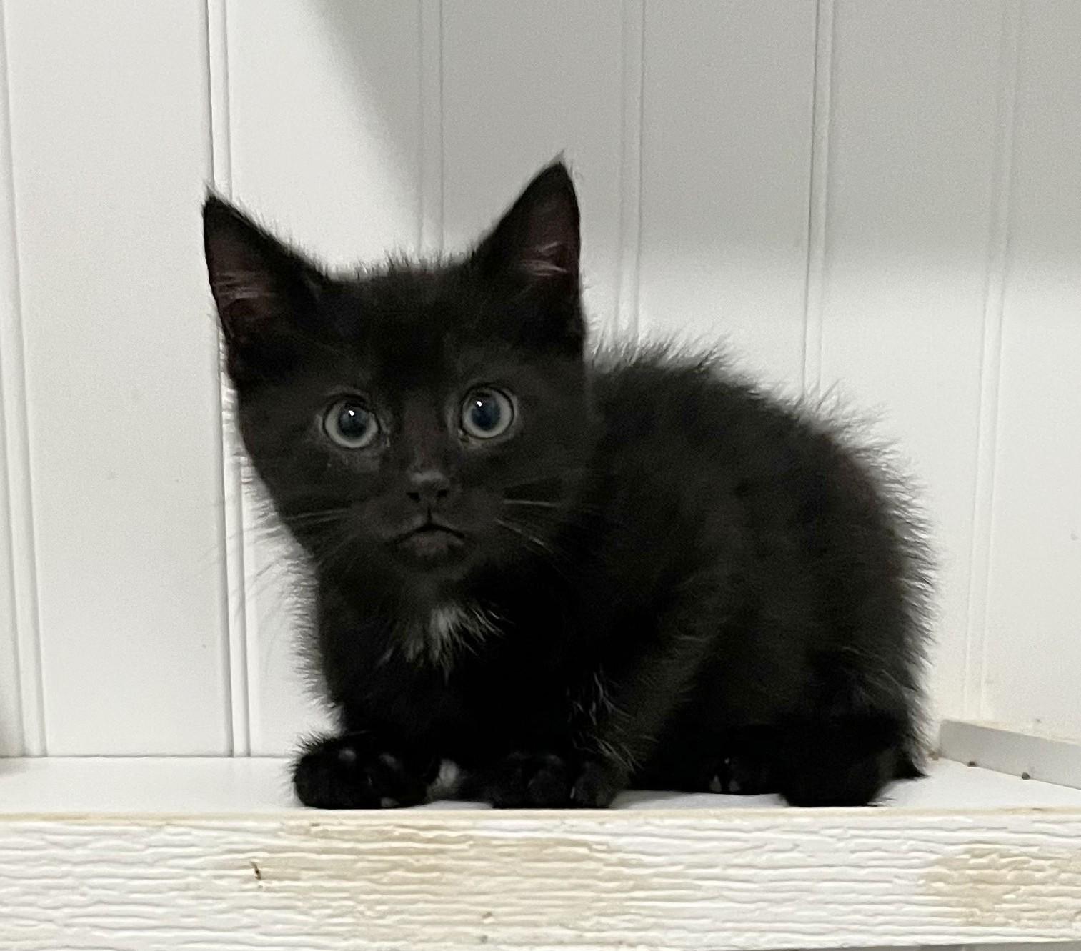 Magpie, Baby Male Domestic Short Hair