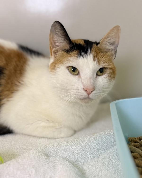 Enlarge Cortana, a Adoptable mixed breed in Canton, GA image 1/1