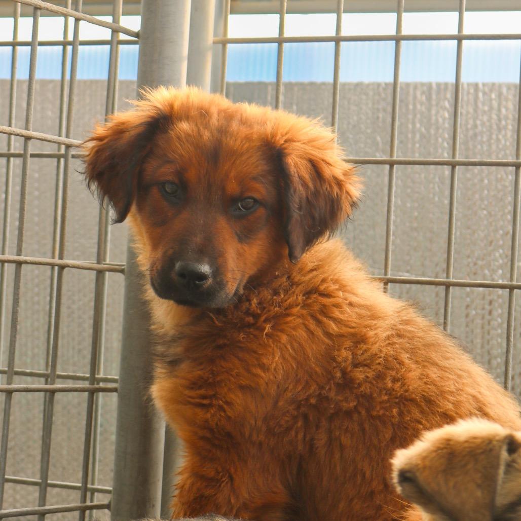 Enlarge Coco, a Adoptable Shepherd in Taos, NM image 1/1