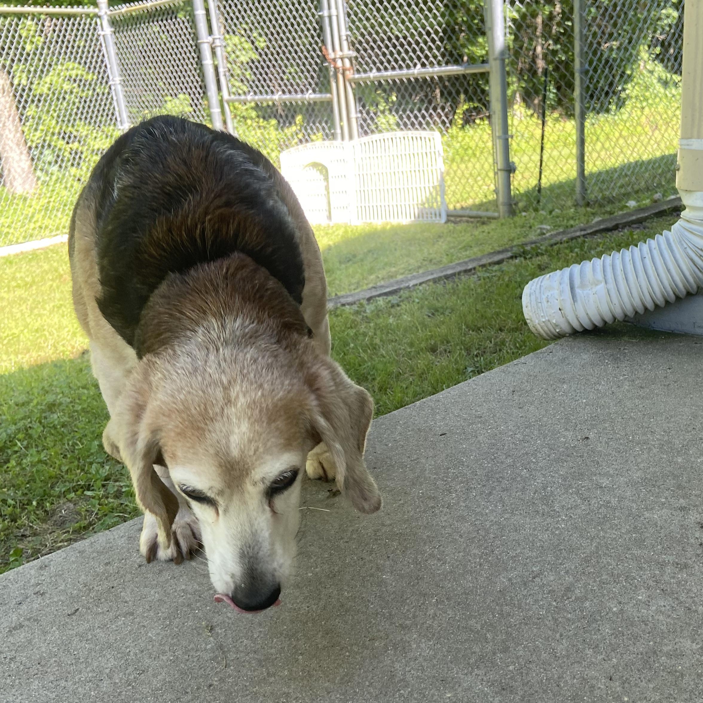Enlarge Cheese, an adoptable Beagle in Carneys Point, NJ image 3/3