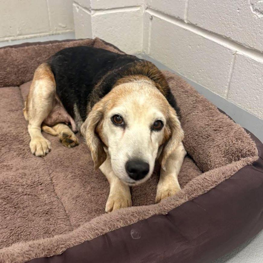 Enlarge Cheese, an adoptable Beagle in Carneys Point, NJ image 2/3