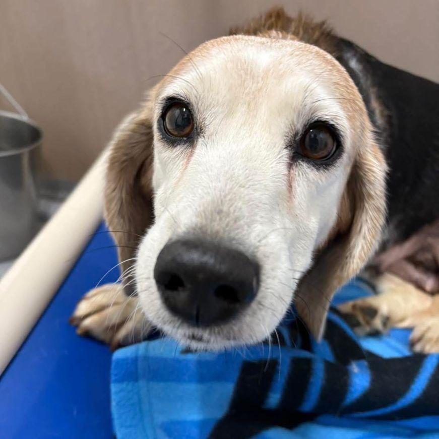 Enlarge Cheese, an adoptable Beagle in Carneys Point, NJ image 1/3
