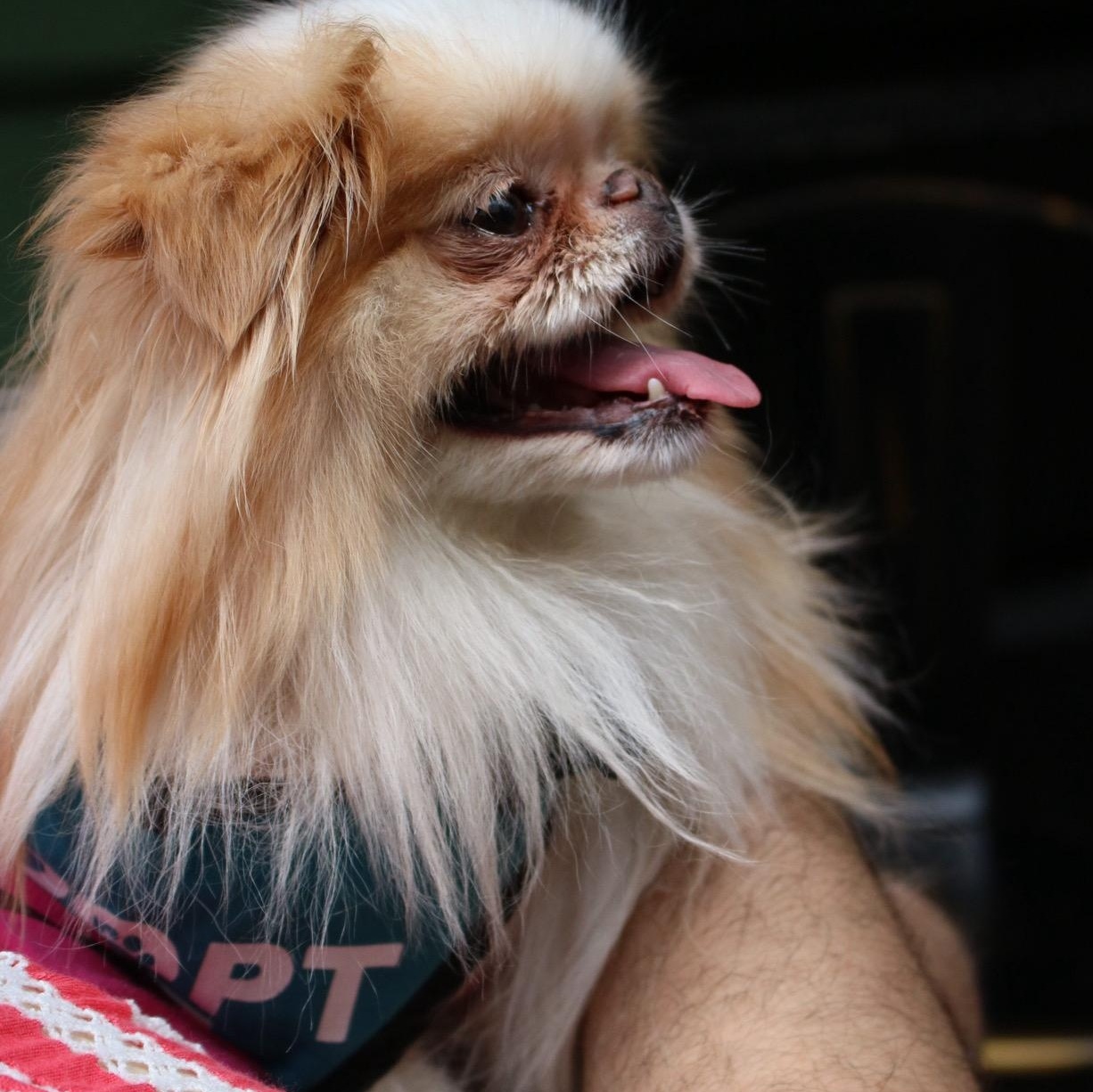 Enlarge Babka, a Adopted Japanese Chin in Brooklyn, NY image 2/4