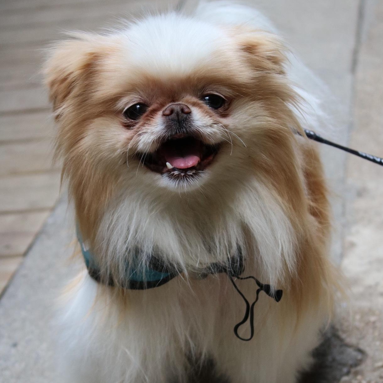 Babka, Adopted, Senior Female Japanese Chin.