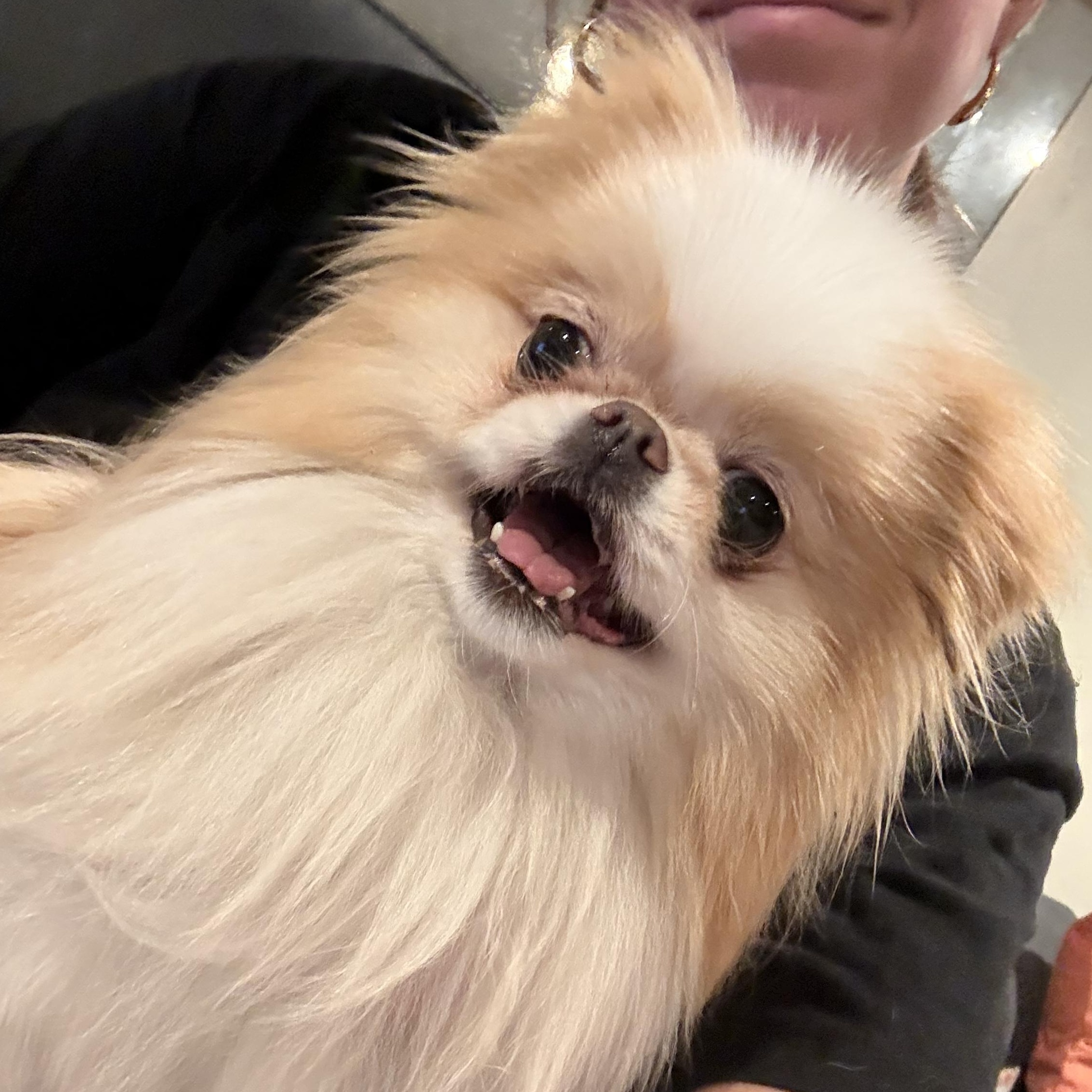 Enlarge Babka, a Adopted Japanese Chin in Brooklyn, NY image 3/4