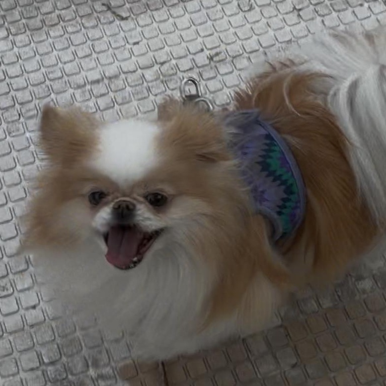 Enlarge Babka, a Adopted Japanese Chin in Brooklyn, NY image 4/4