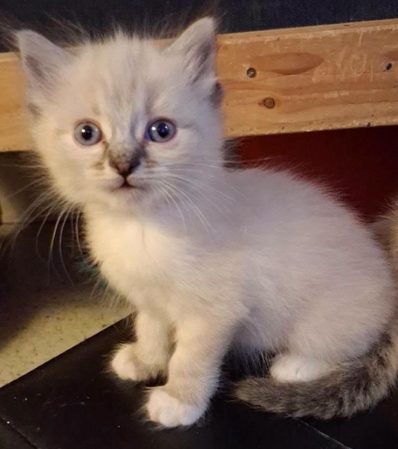 Faye, Adopted, Kitten Female Ragdoll & Siamese.