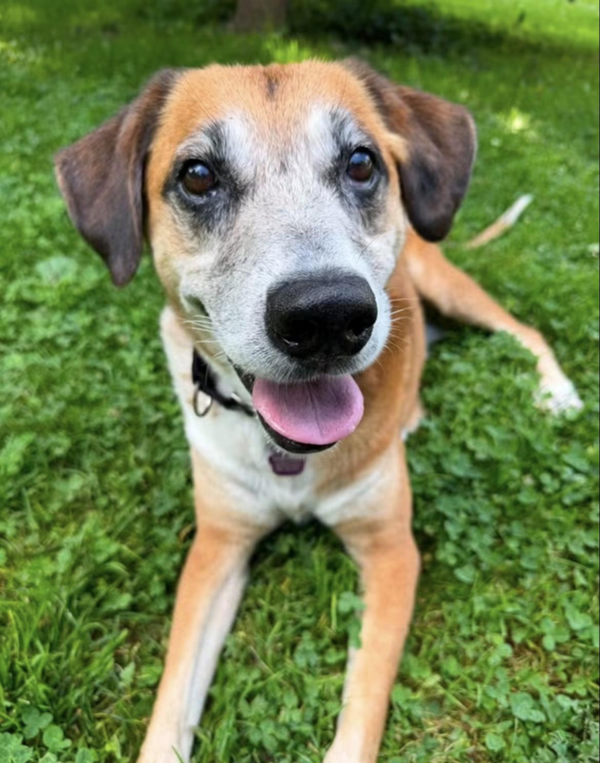 Orville, ADOPTABLE, Senior Male Hound & Beagle.