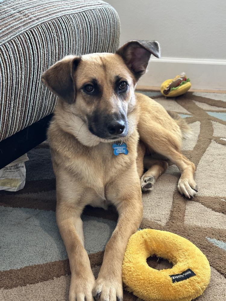 Lolis, Adoptable, Young Female Shepherd.