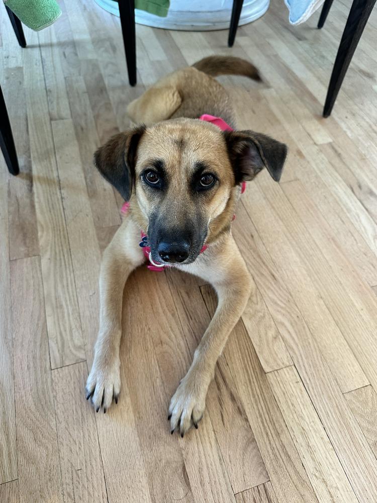 Lolis, a Adoptable mixed breed in Commerce City, CO image 5/6