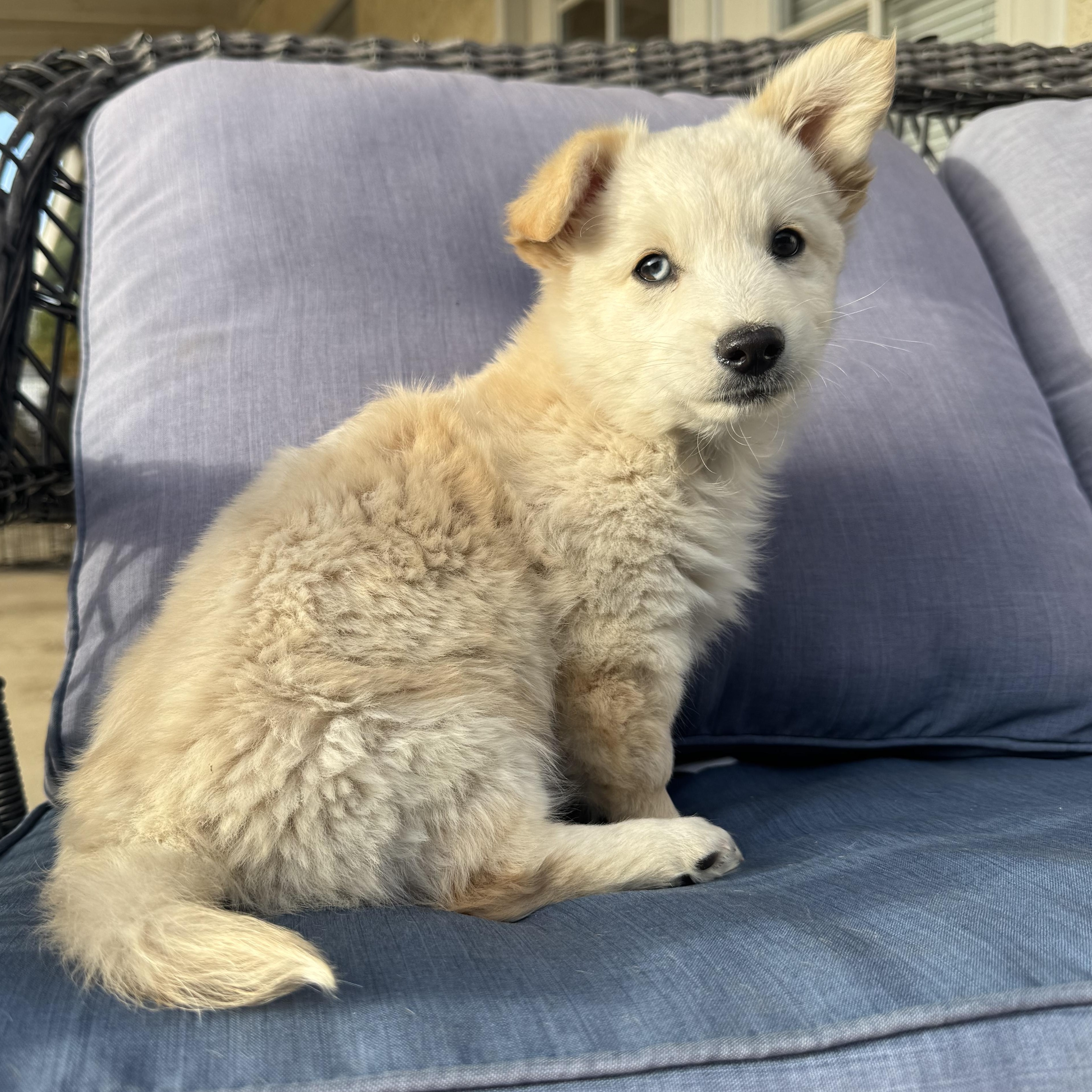 Woody , a ADOPTABLE mixed breed in ontario, CA image 1/6