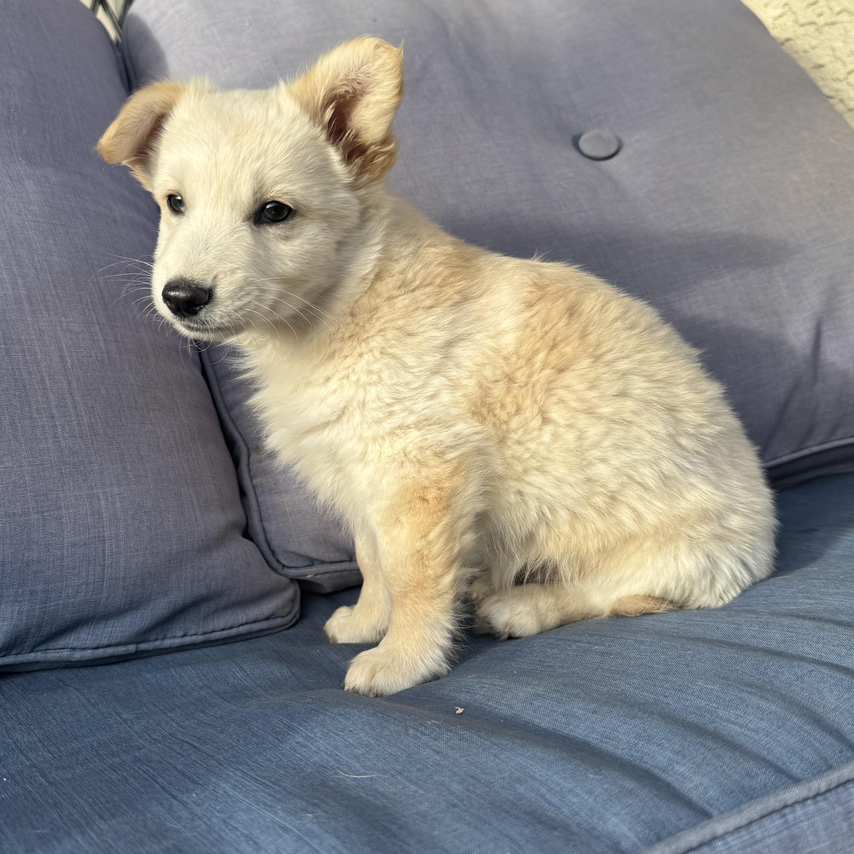 Woody , a ADOPTABLE mixed breed in ontario, CA image 4/6