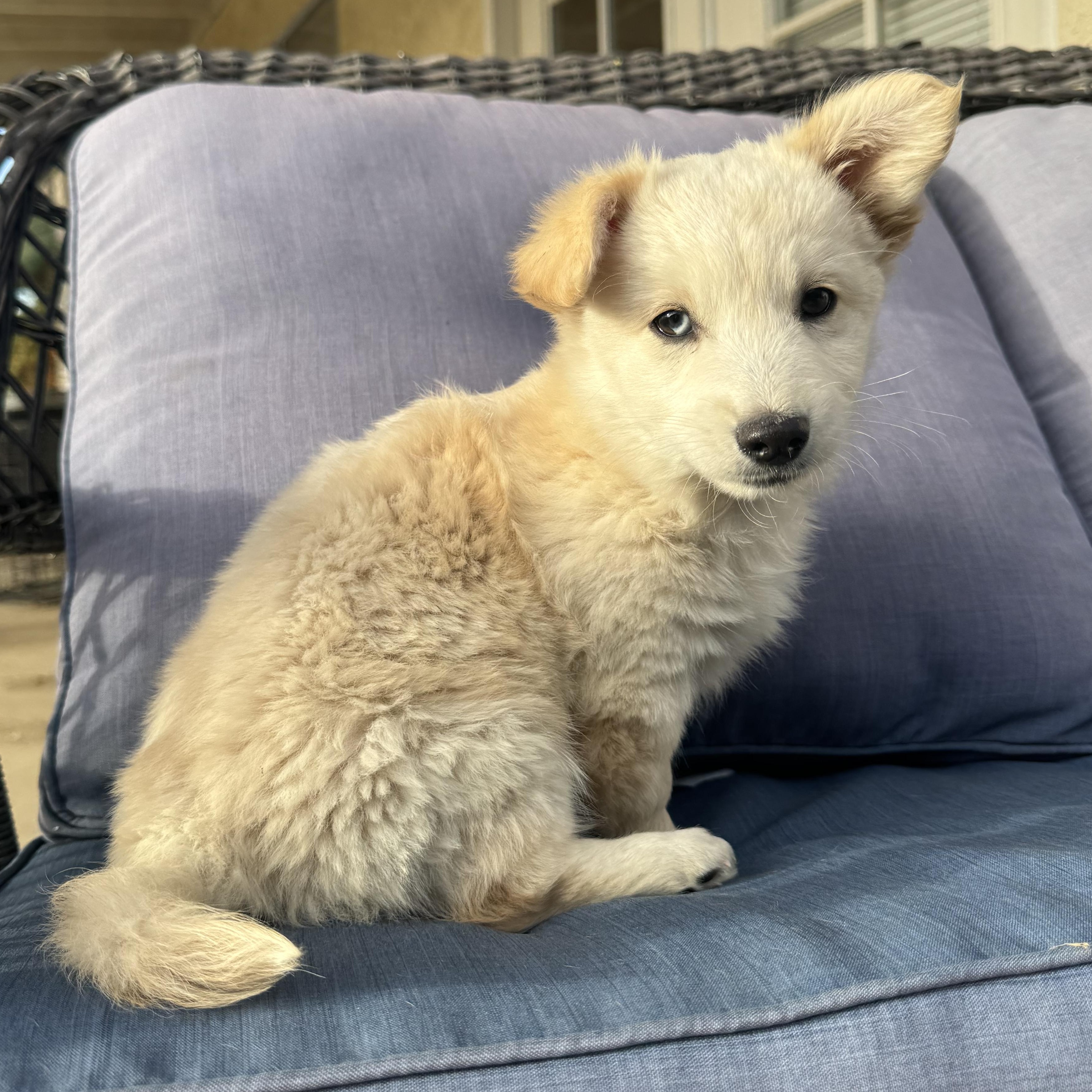 Woody , a ADOPTABLE mixed breed in ontario, CA image 5/6