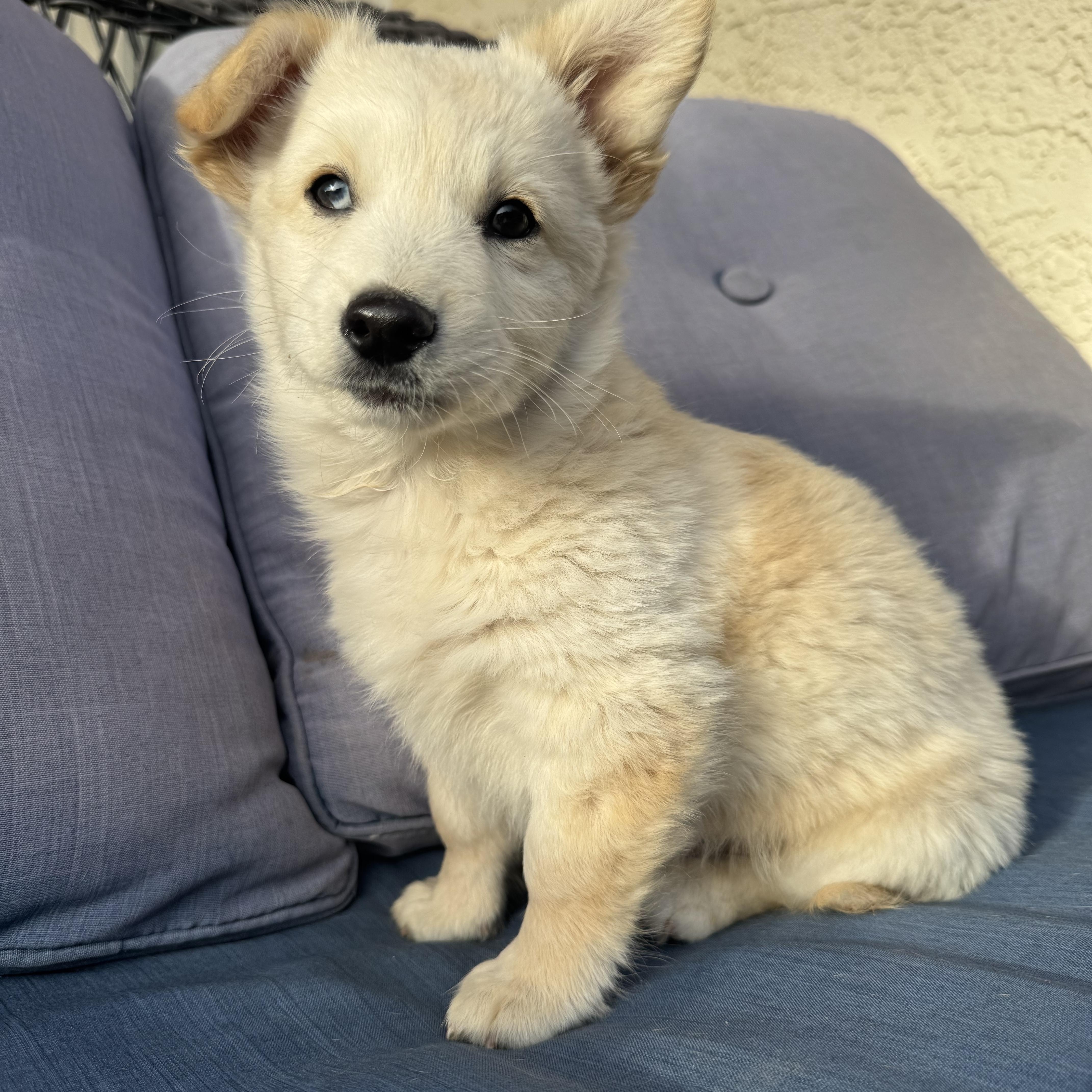 Woody , a ADOPTABLE mixed breed in ontario, CA image 6/6