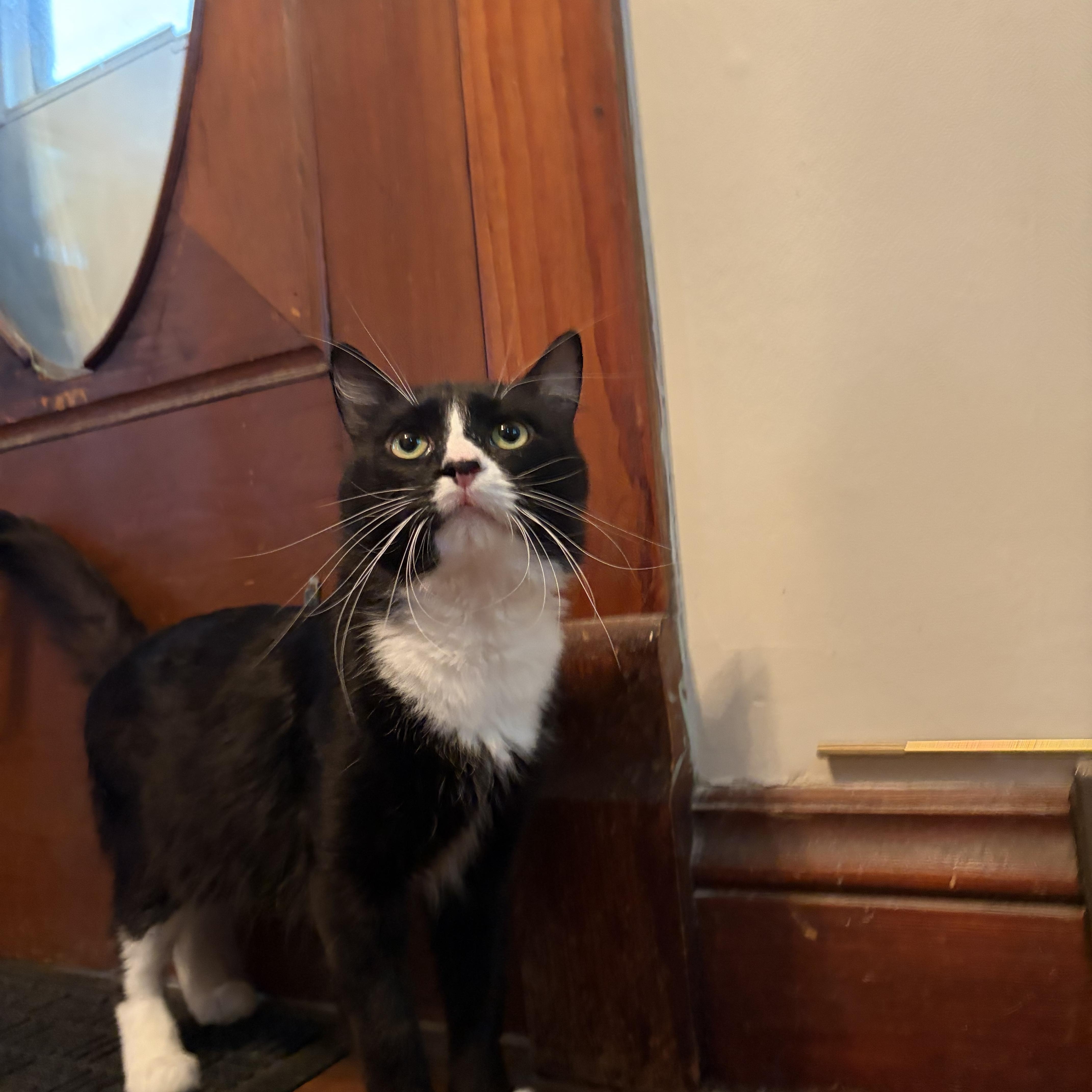 Enlarge Panda, a Adoptable Domestic Medium Hair in Amboy, IL image 4/5