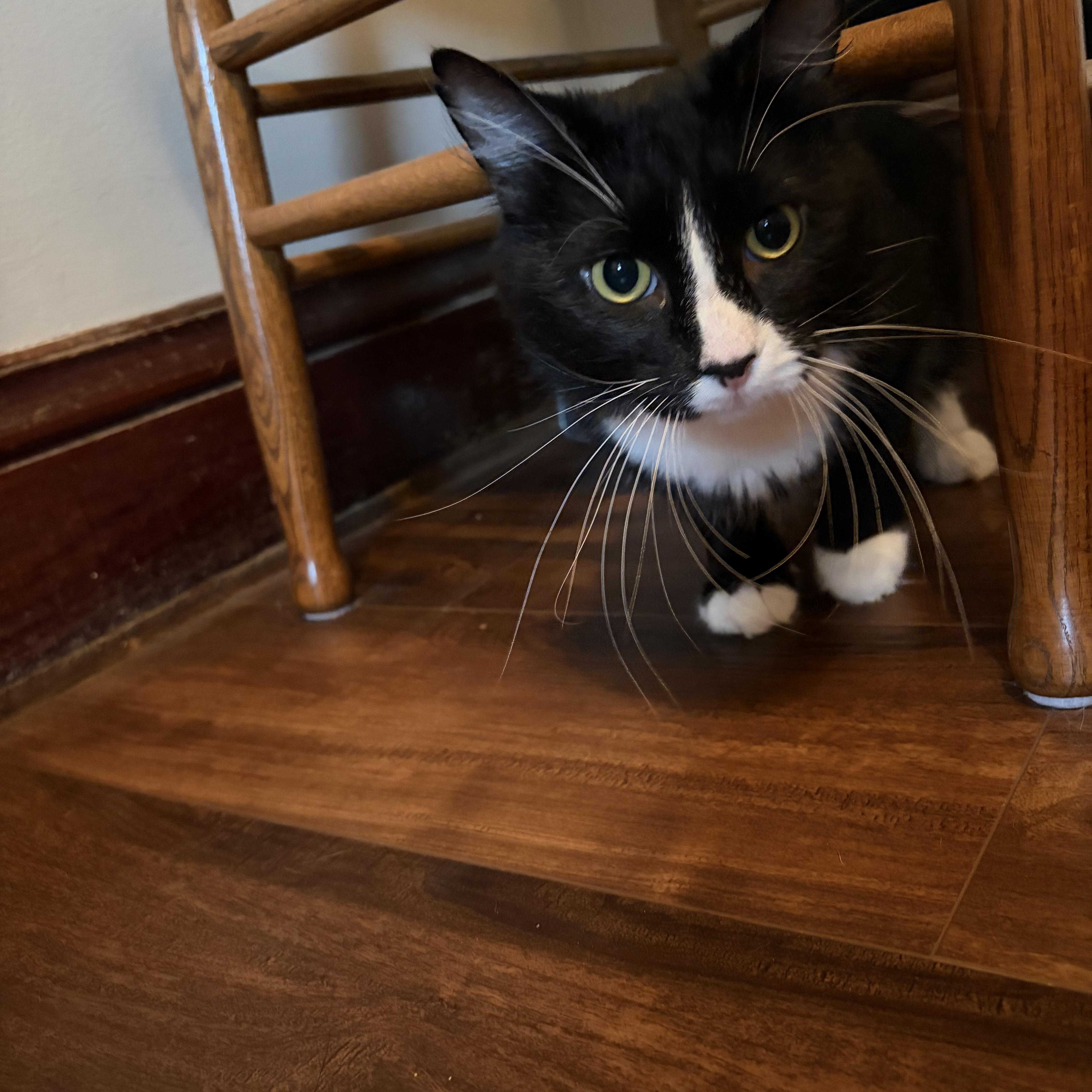 Enlarge Panda, a Adoptable Domestic Medium Hair in Amboy, IL image 3/5