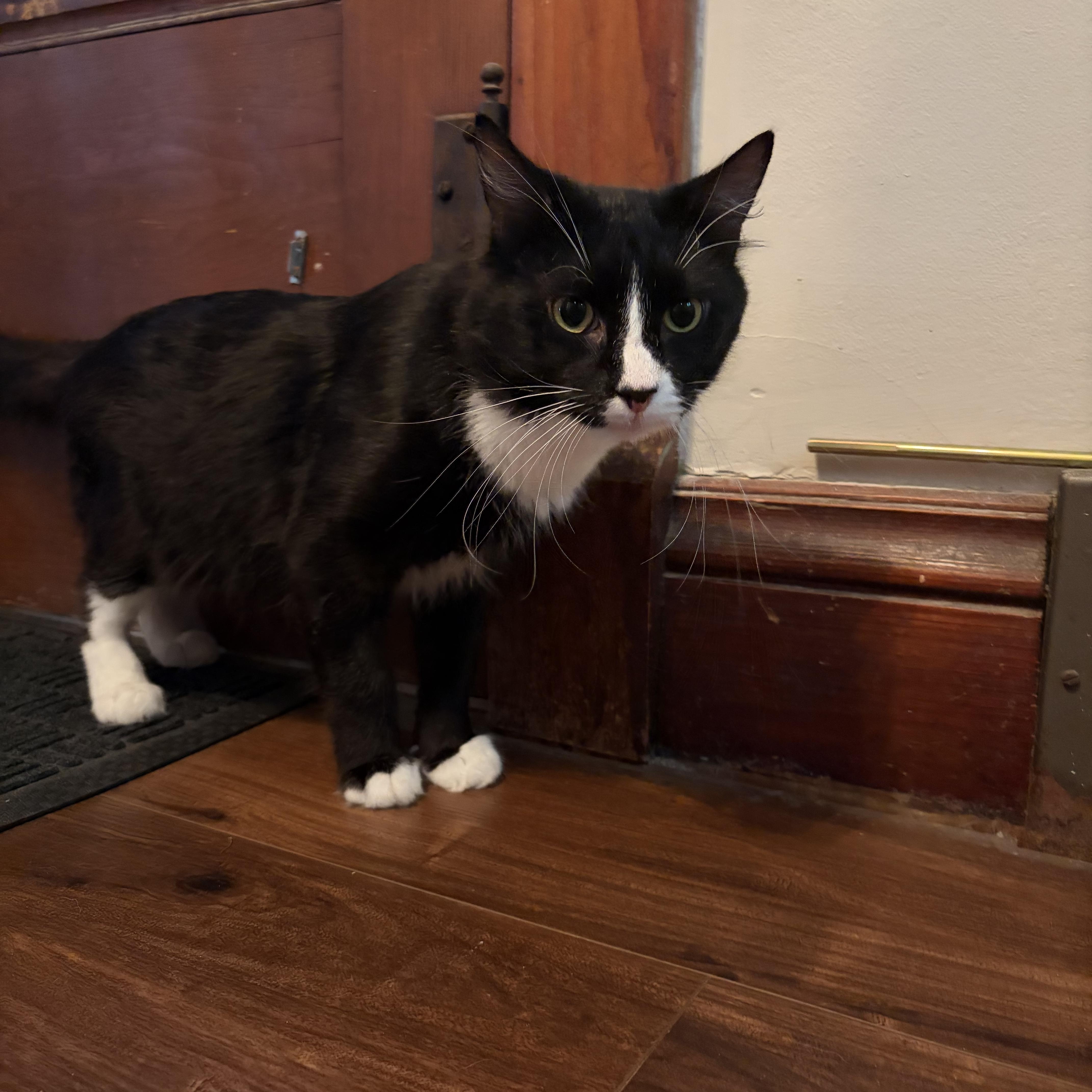 Enlarge Panda, a Adoptable Domestic Medium Hair in Amboy, IL image 5/5