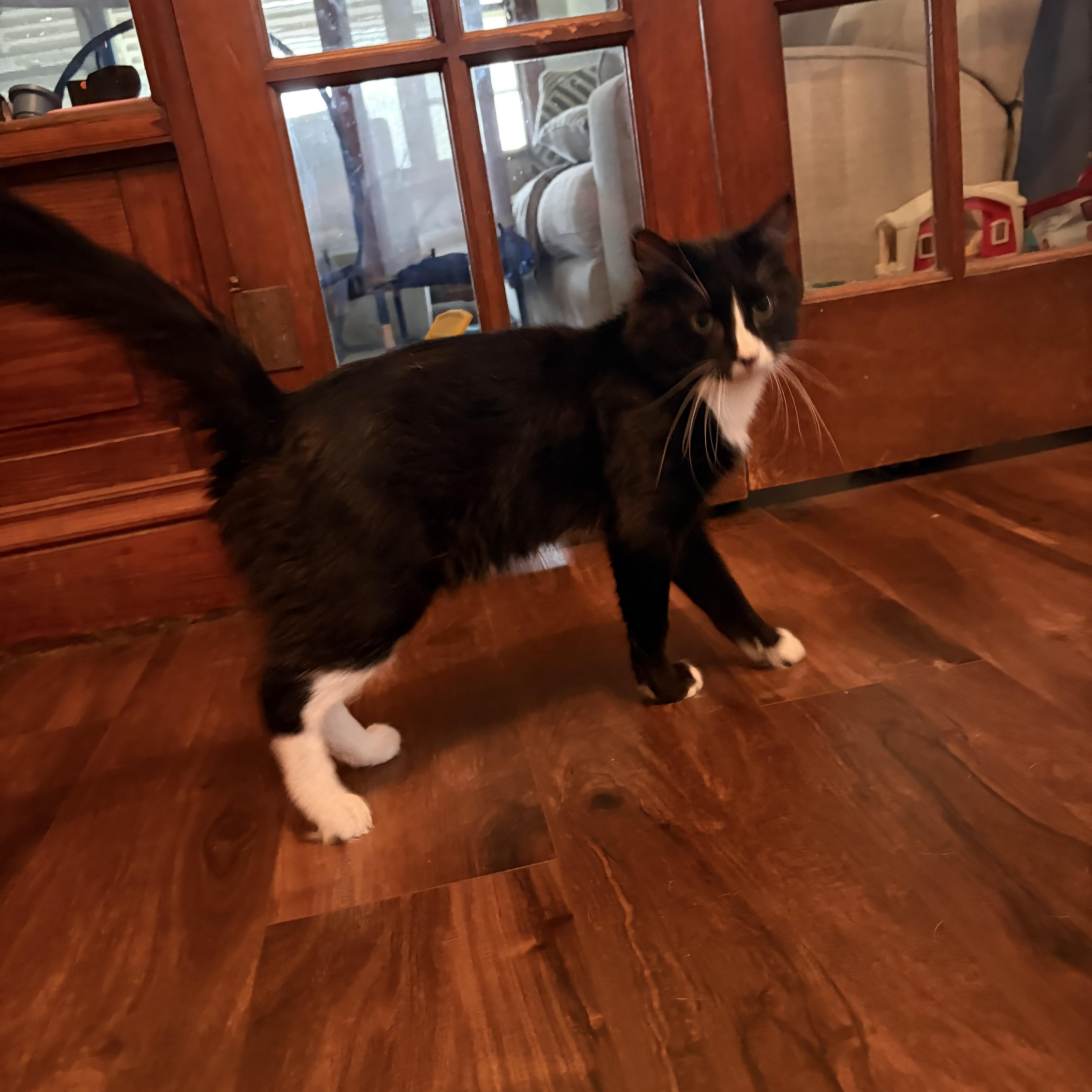 Enlarge Panda, a Adoptable Domestic Medium Hair in Amboy, IL image 2/5