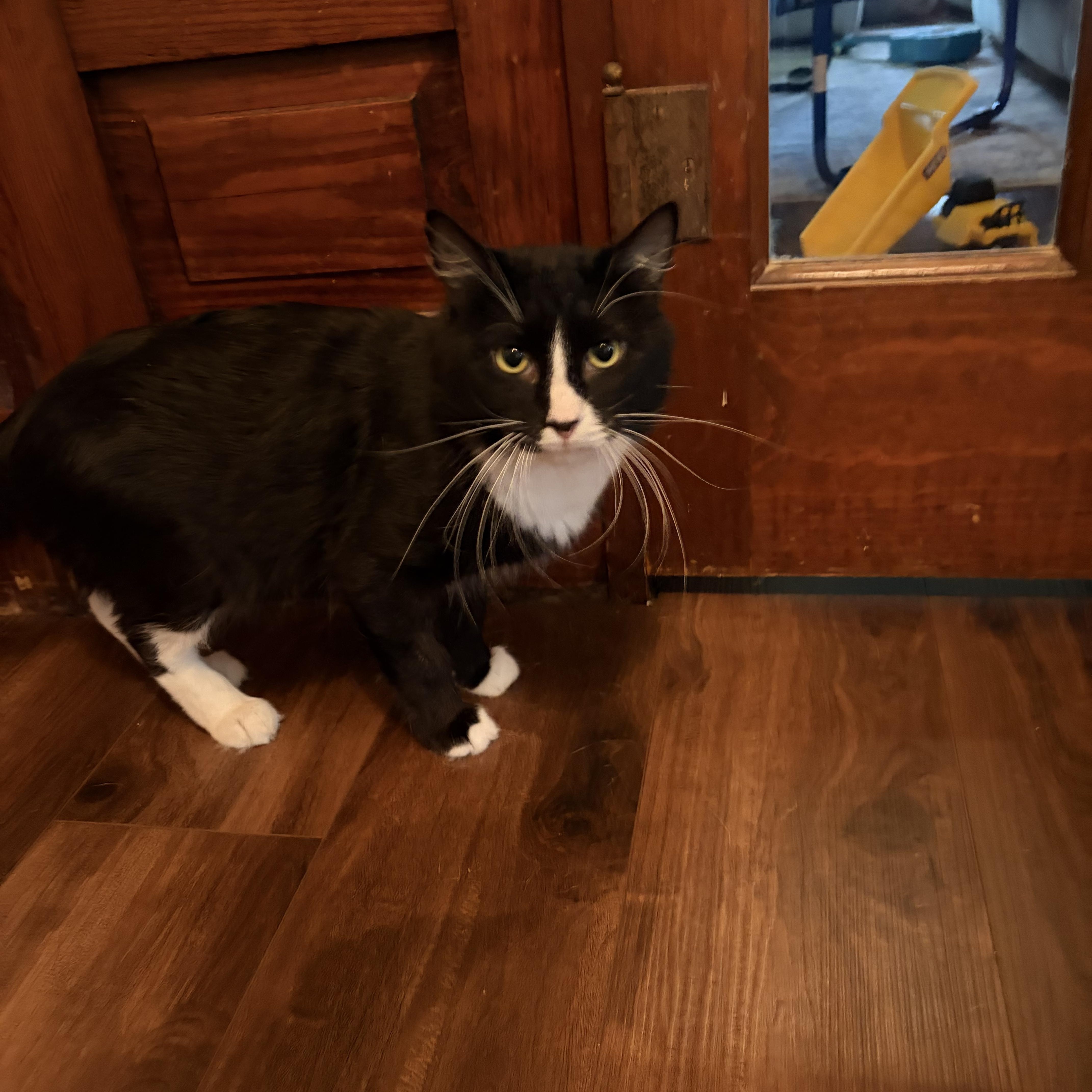 Panda, Adoptable, Adult Male Domestic Medium Hair.