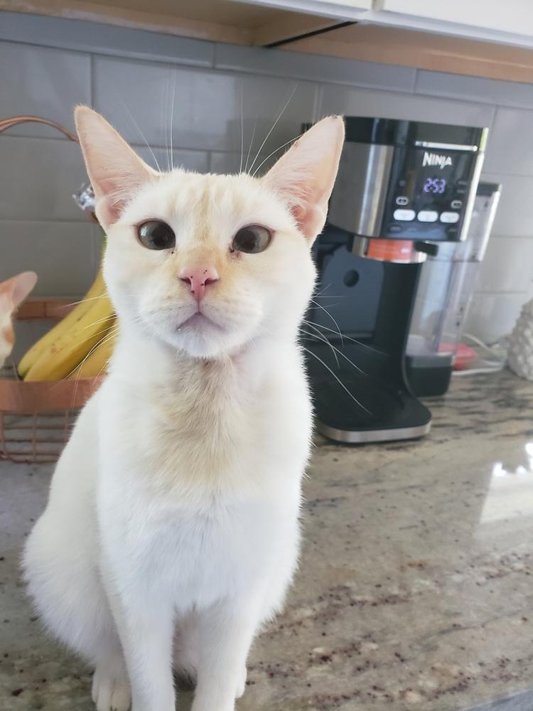 Marianne, Adoptable, Young Female Siamese.