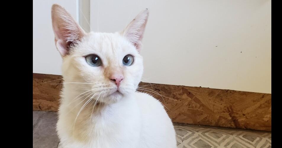 Enlarge Marianne, a Adoptable mixed breed in Austin, TX image 2/6