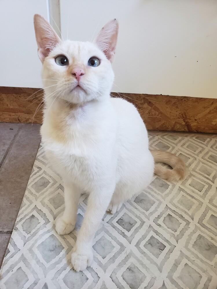 Marianne, a Adoptable mixed breed in Austin, TX image 3/6