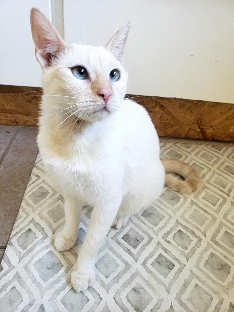 Marianne, a Adoptable mixed breed in Austin, TX image 4/6