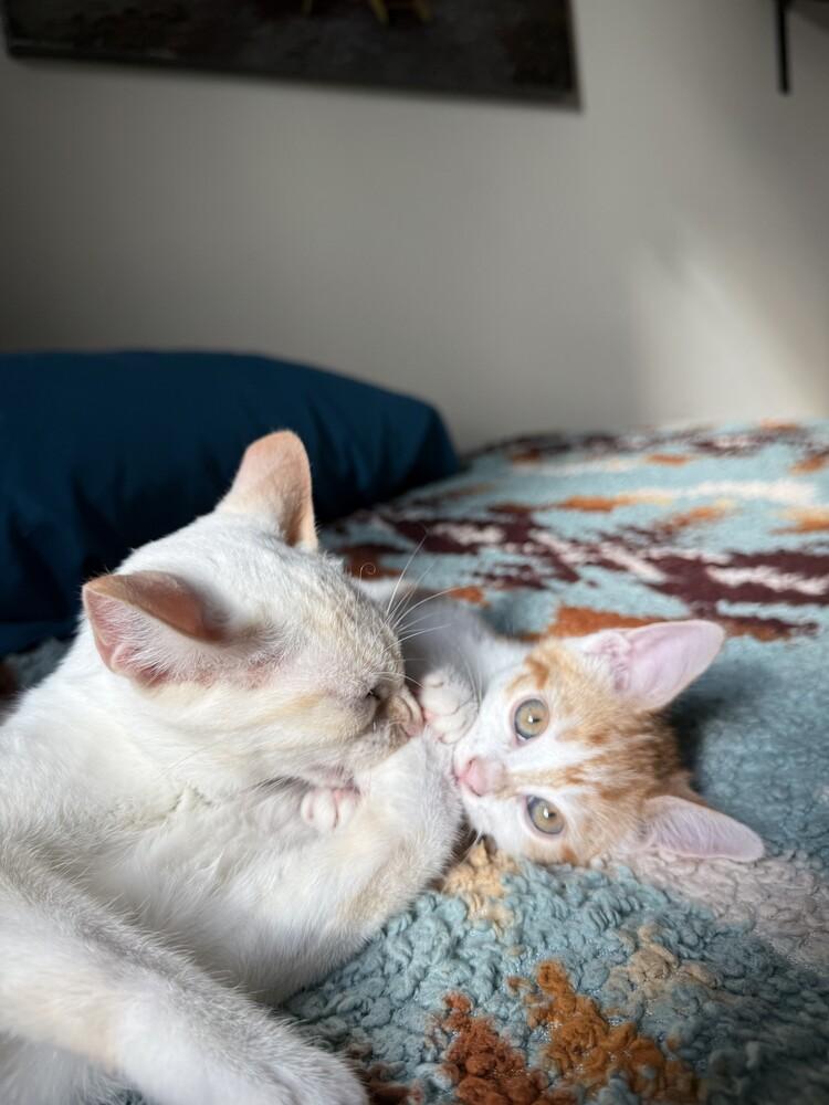 Marianne, a Adoptable mixed breed in Austin, TX image 5/6