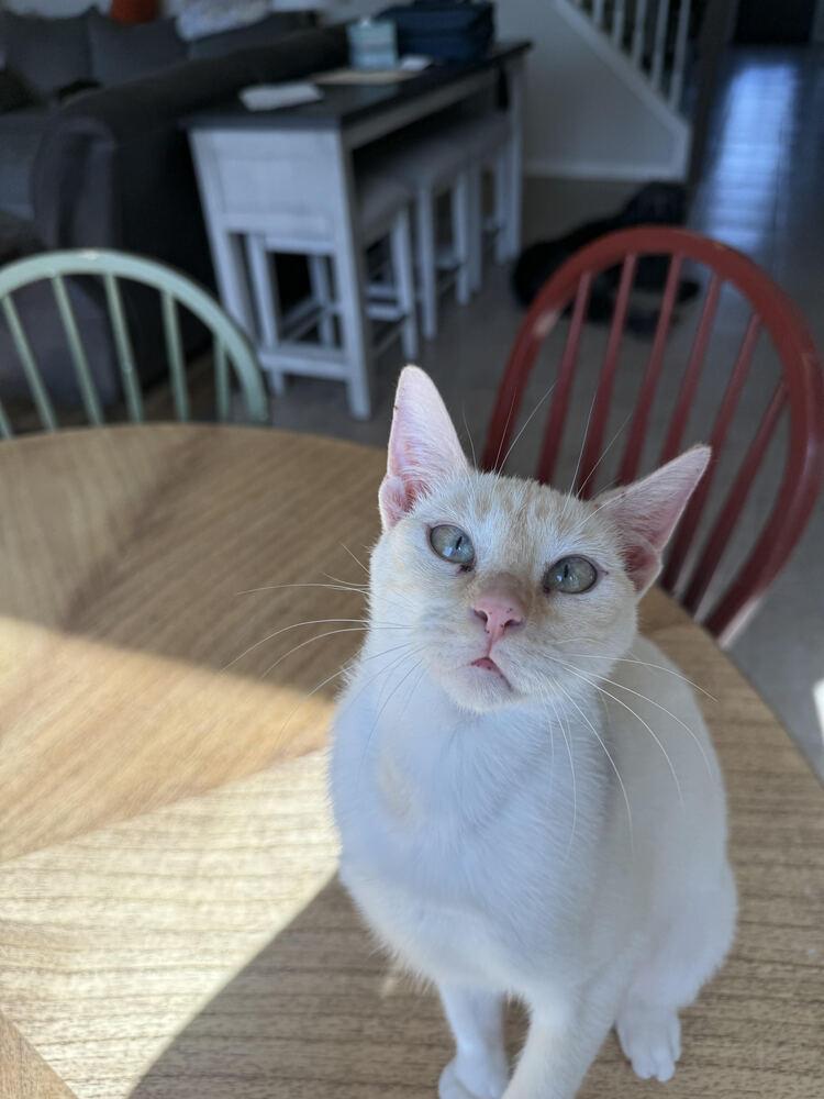 Marianne, a Adoptable mixed breed in Austin, TX image 6/6