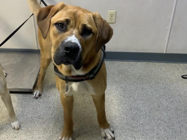 BRUNO, Adoptable, Young Male Great Dane & German Shepherd Dog.