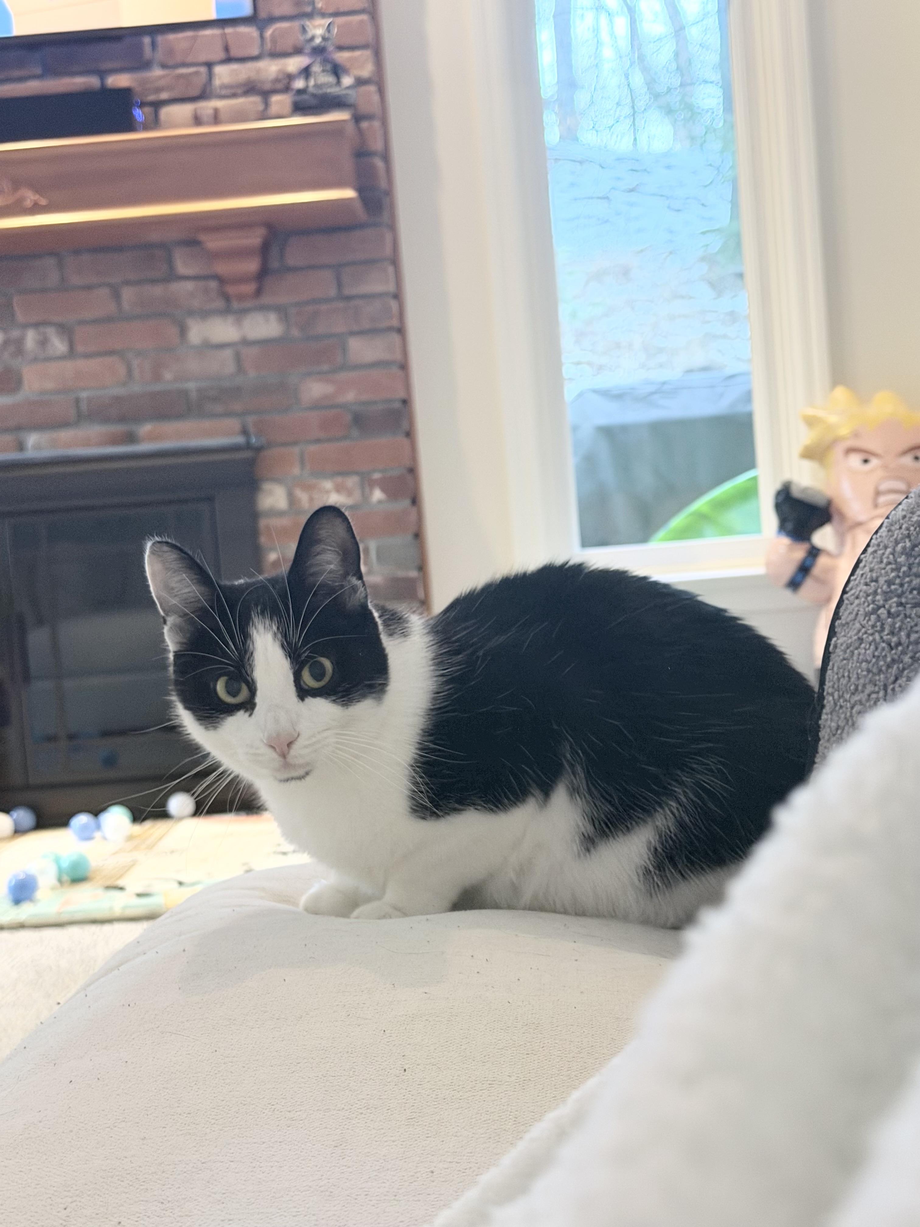 Enlarge Revlon *Must be adopted with Loreal*, a ADOPTABLE Domestic Short Hair in Pittsburgh, PA image 1/6