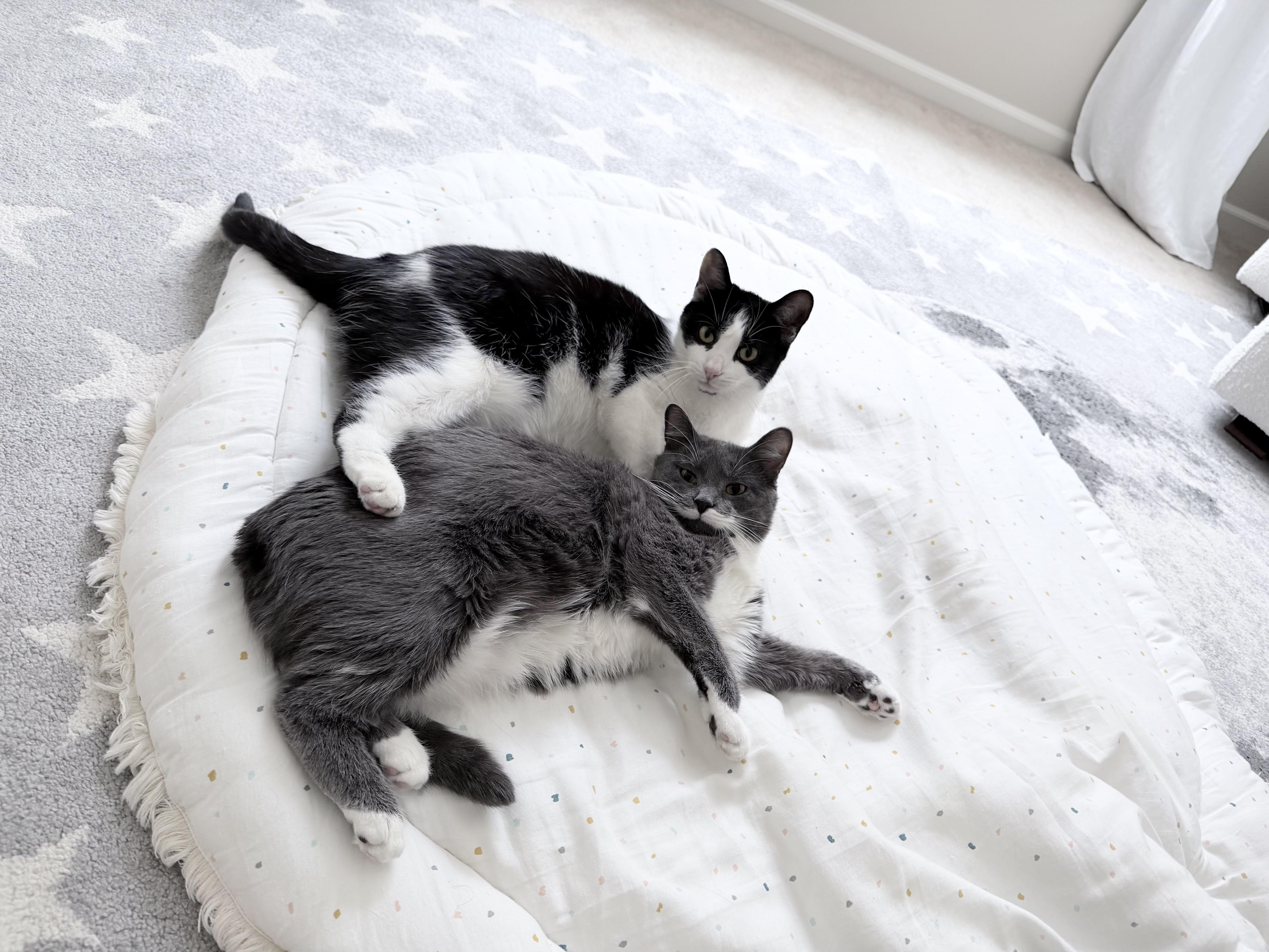 Enlarge Revlon *Must be adopted with Loreal*, a ADOPTABLE Domestic Short Hair in Pittsburgh, PA image 2/6