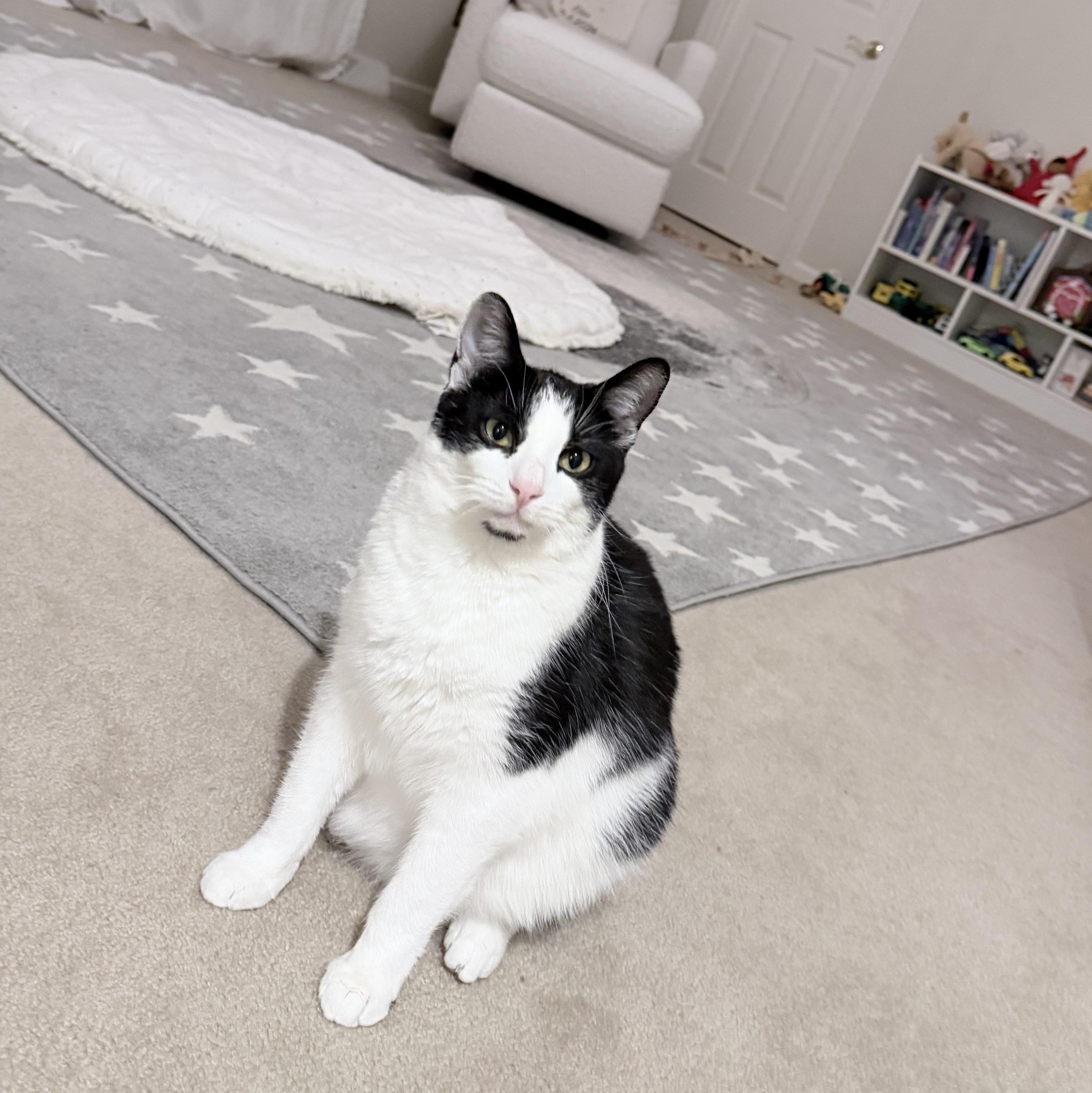 Enlarge Revlon *Must be adopted with Loreal*, a ADOPTABLE Domestic Short Hair in Pittsburgh, PA image 4/6