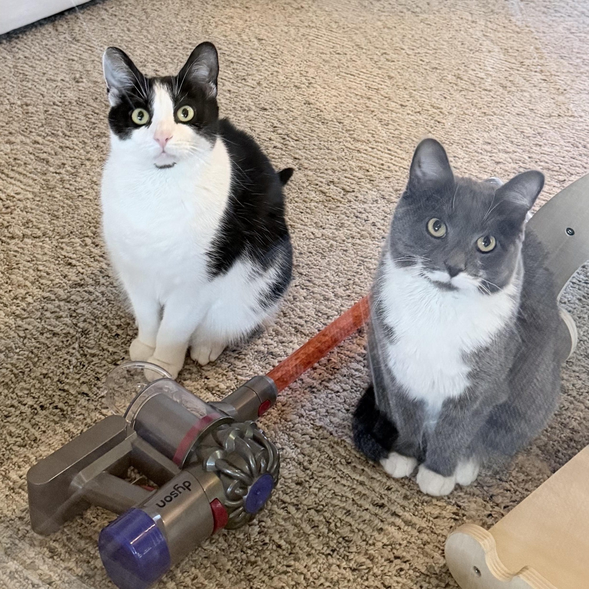 Enlarge Revlon *Must be adopted with Loreal*, a ADOPTABLE Domestic Short Hair in Pittsburgh, PA image 3/6