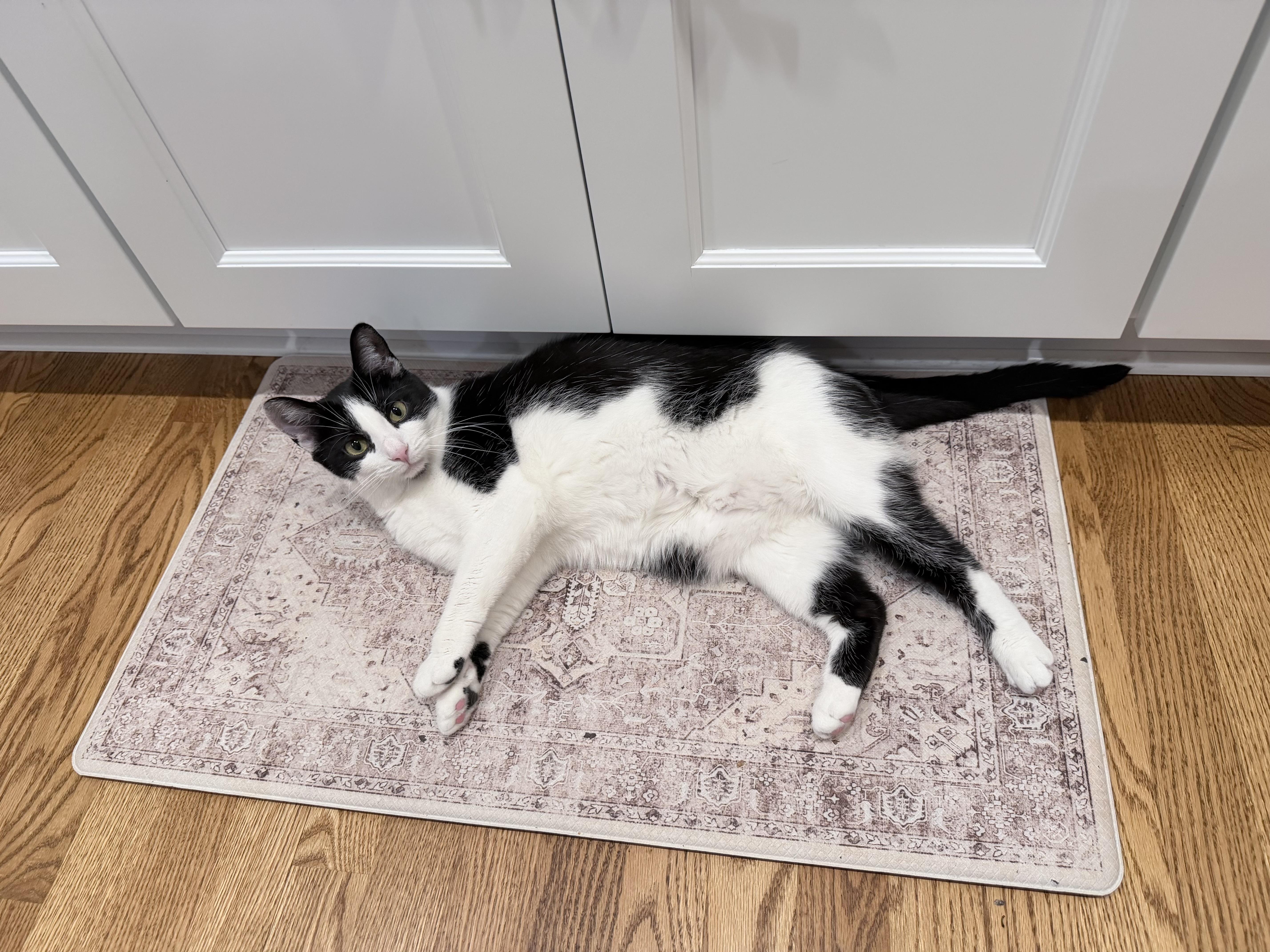 Enlarge Revlon *Must be adopted with Loreal*, a ADOPTABLE Domestic Short Hair in Pittsburgh, PA image 6/6