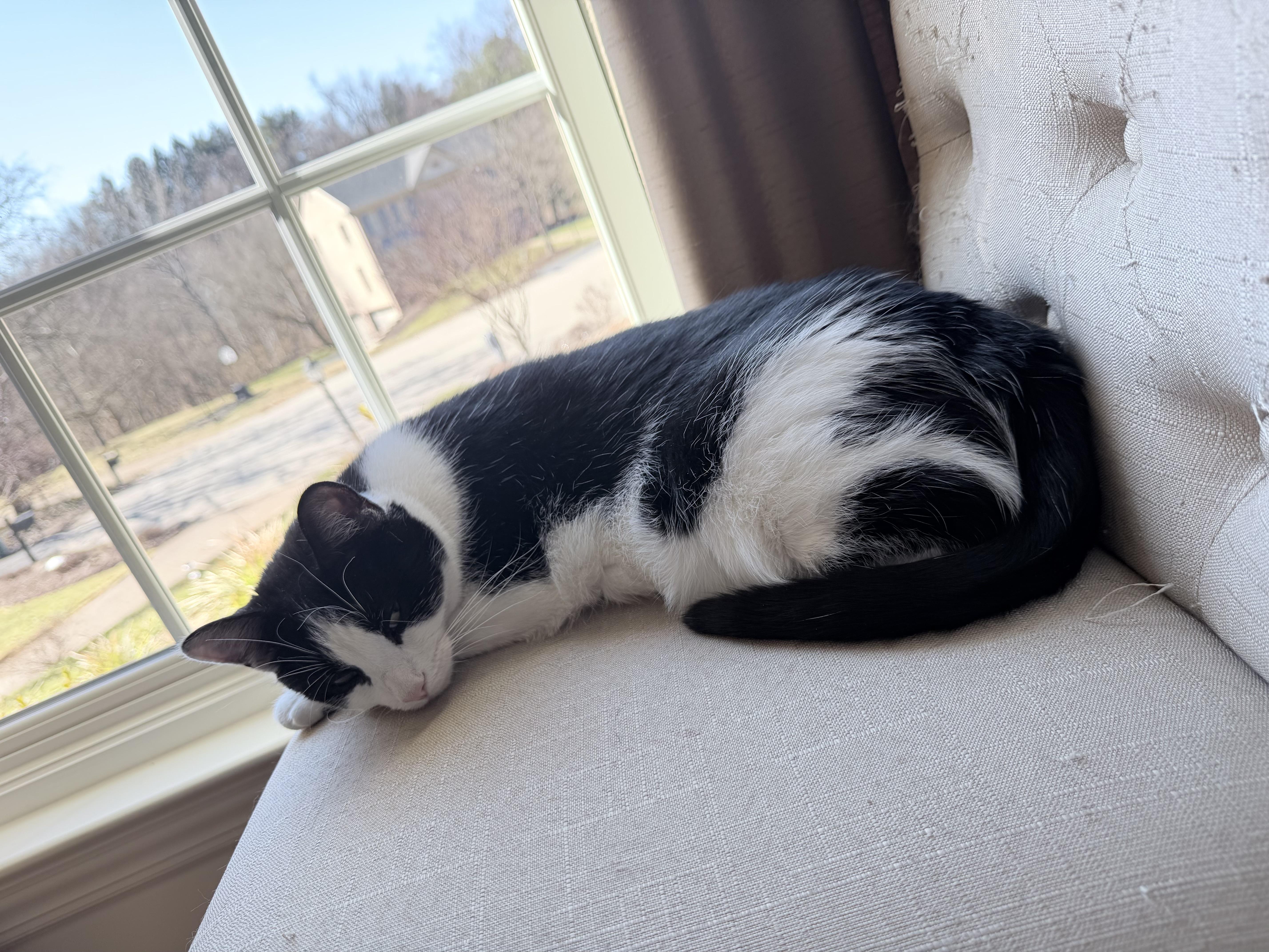 Enlarge Revlon *Must be adopted with Loreal*, a ADOPTABLE Domestic Short Hair in Pittsburgh, PA image 5/6