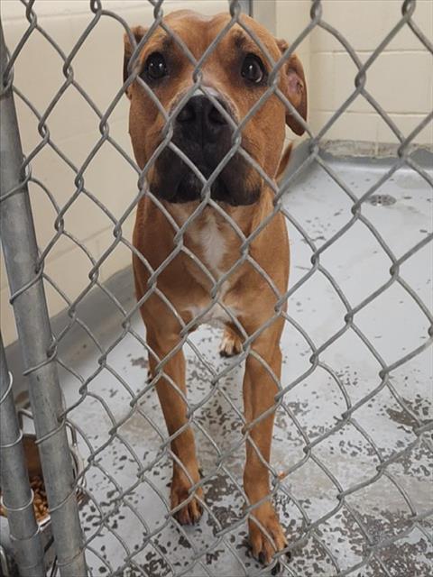 BARKLEY, Adoptable, Adult Male Pit Bull Terrier & Mixed Breed.