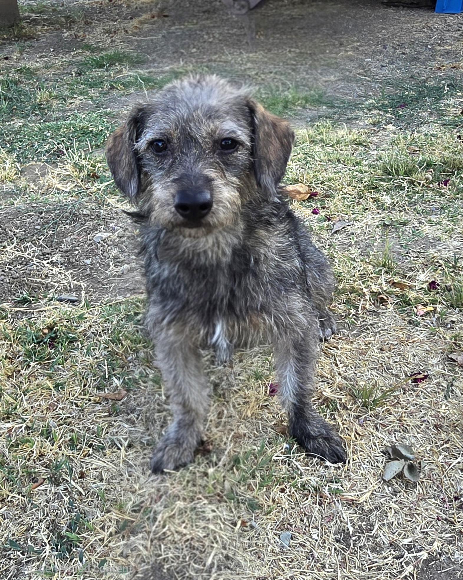 Enlarge Poppy, an adopted mixed breed in Tracy, CA image 1/4