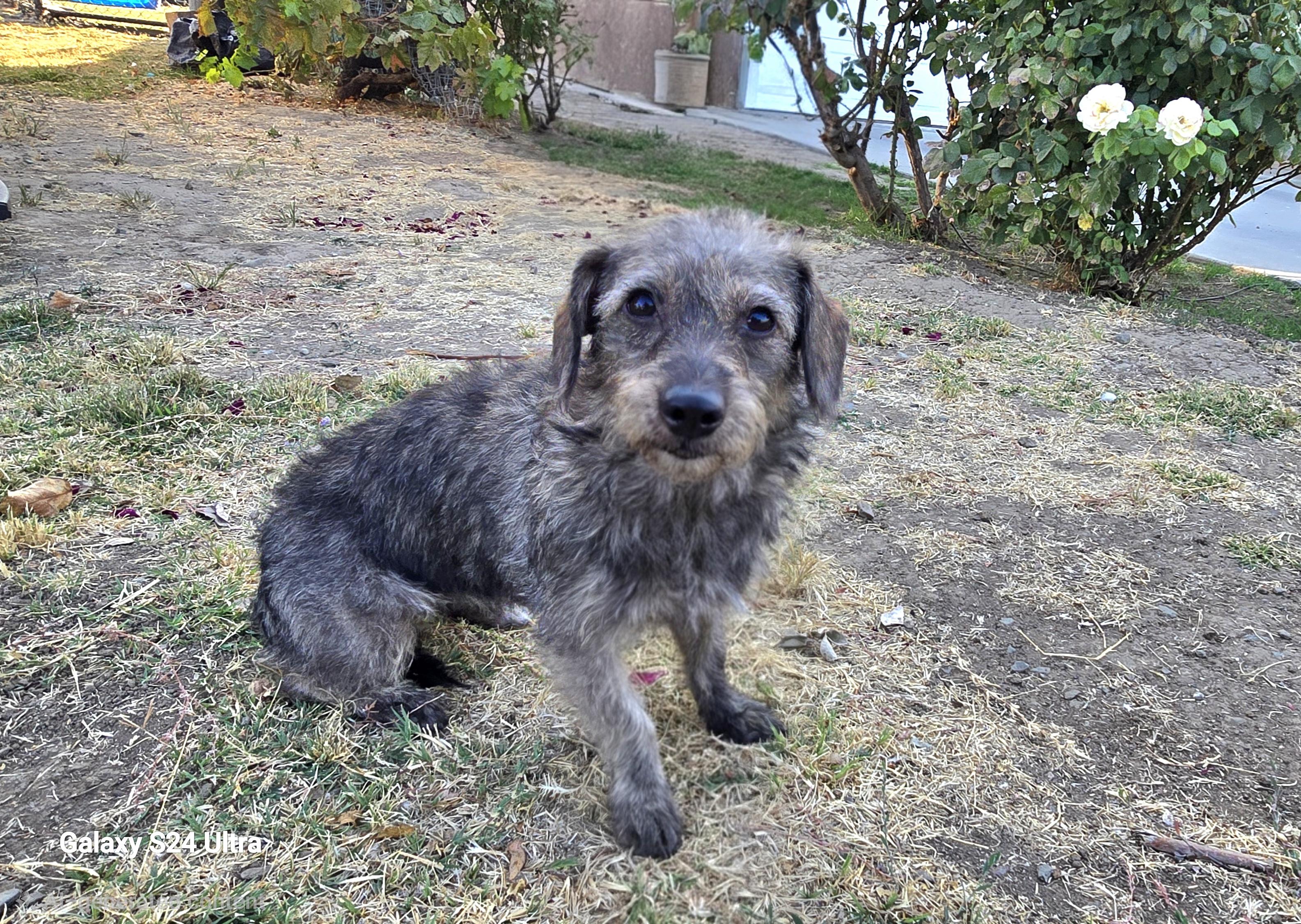 Enlarge Poppy, an adopted mixed breed in Tracy, CA image 3/4