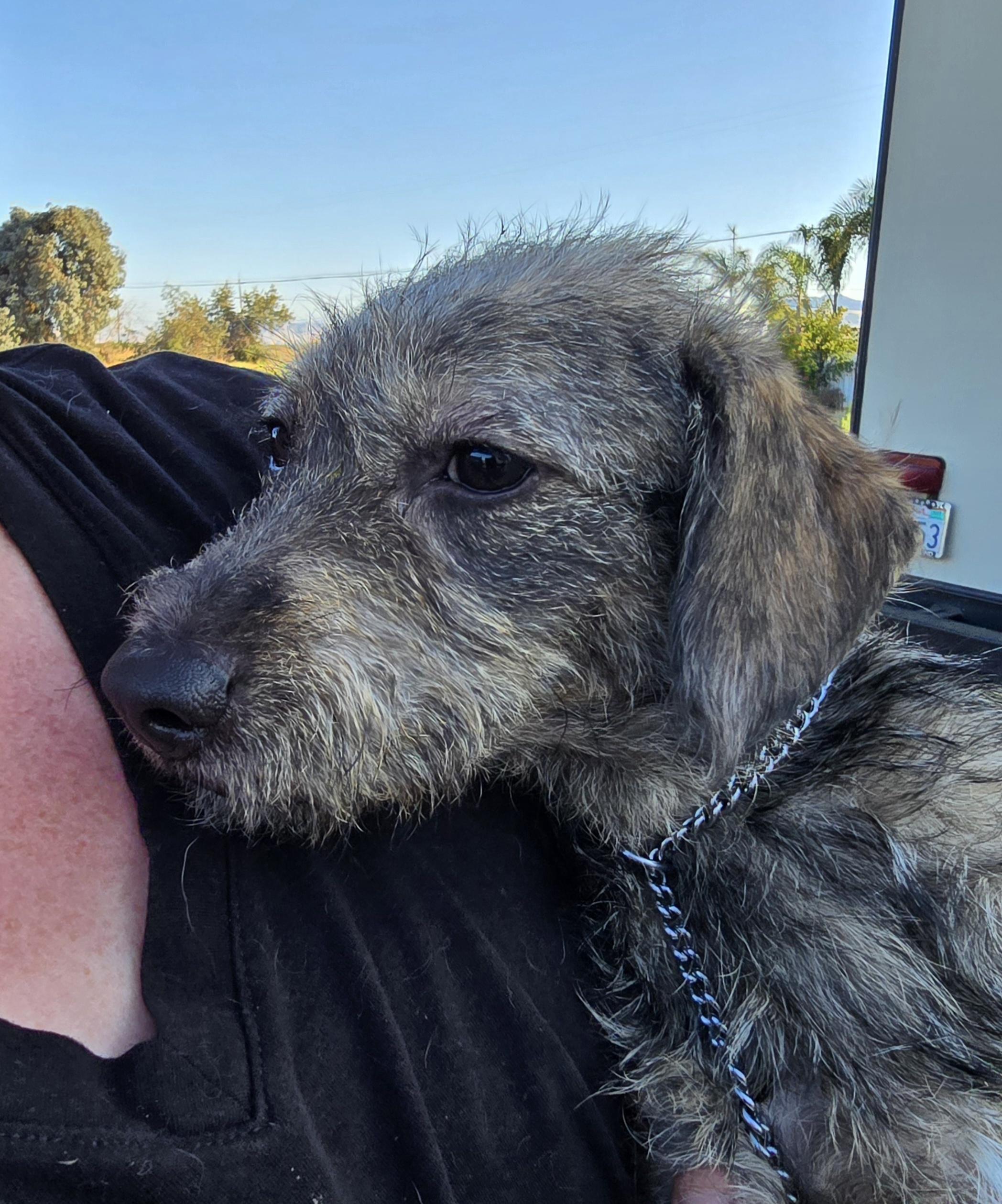 Enlarge Poppy, an adopted mixed breed in Tracy, CA image 4/4