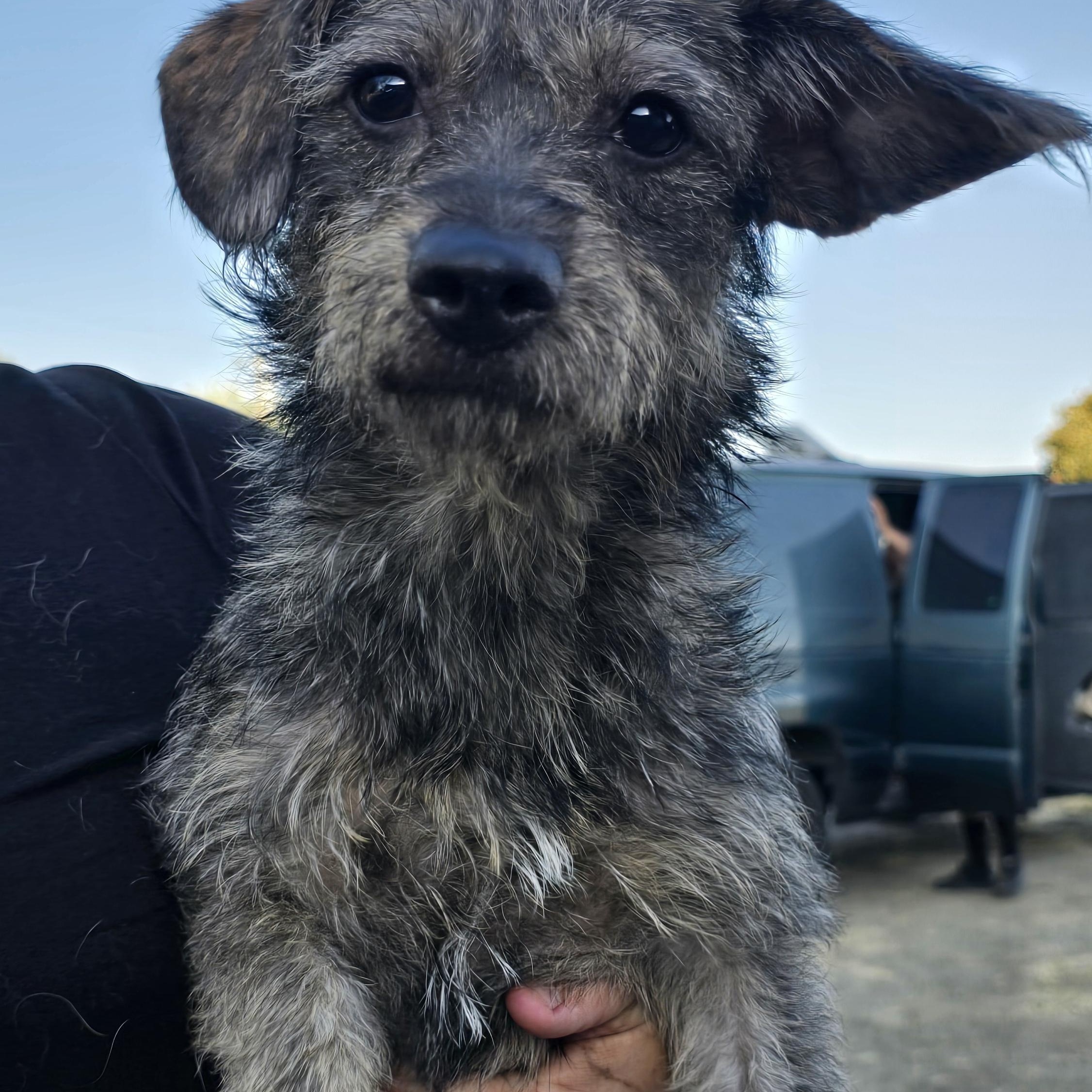 Enlarge Poppy, an adopted mixed breed in Tracy, CA image 2/4