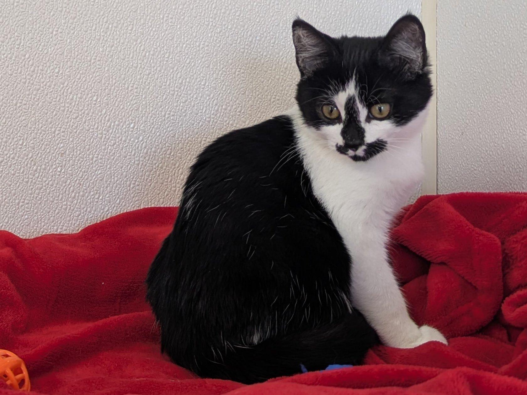 Almond Joy, an adoptable Domestic Short Hair in Republic, WA, 99166 | Photo Image 4