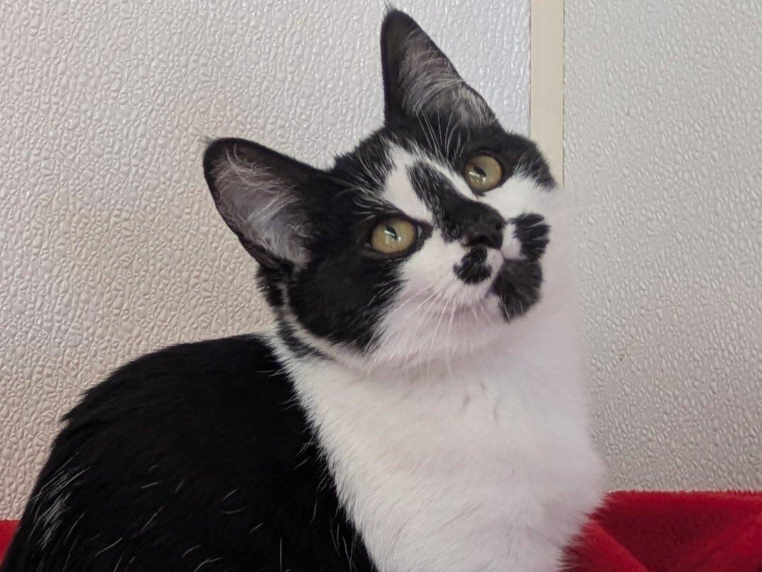 Almond Joy, an adoptable Domestic Short Hair in Republic, WA, 99166 | Photo Image 2