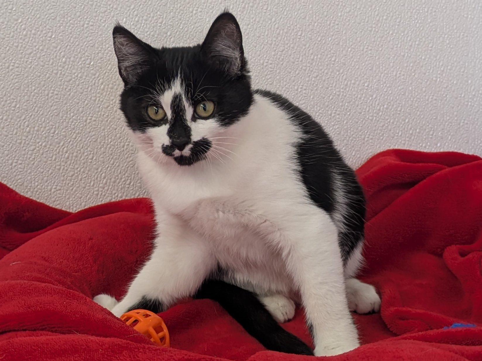 Almond Joy, an adoptable Domestic Short Hair in Republic, WA, 99166 | Photo Image 3