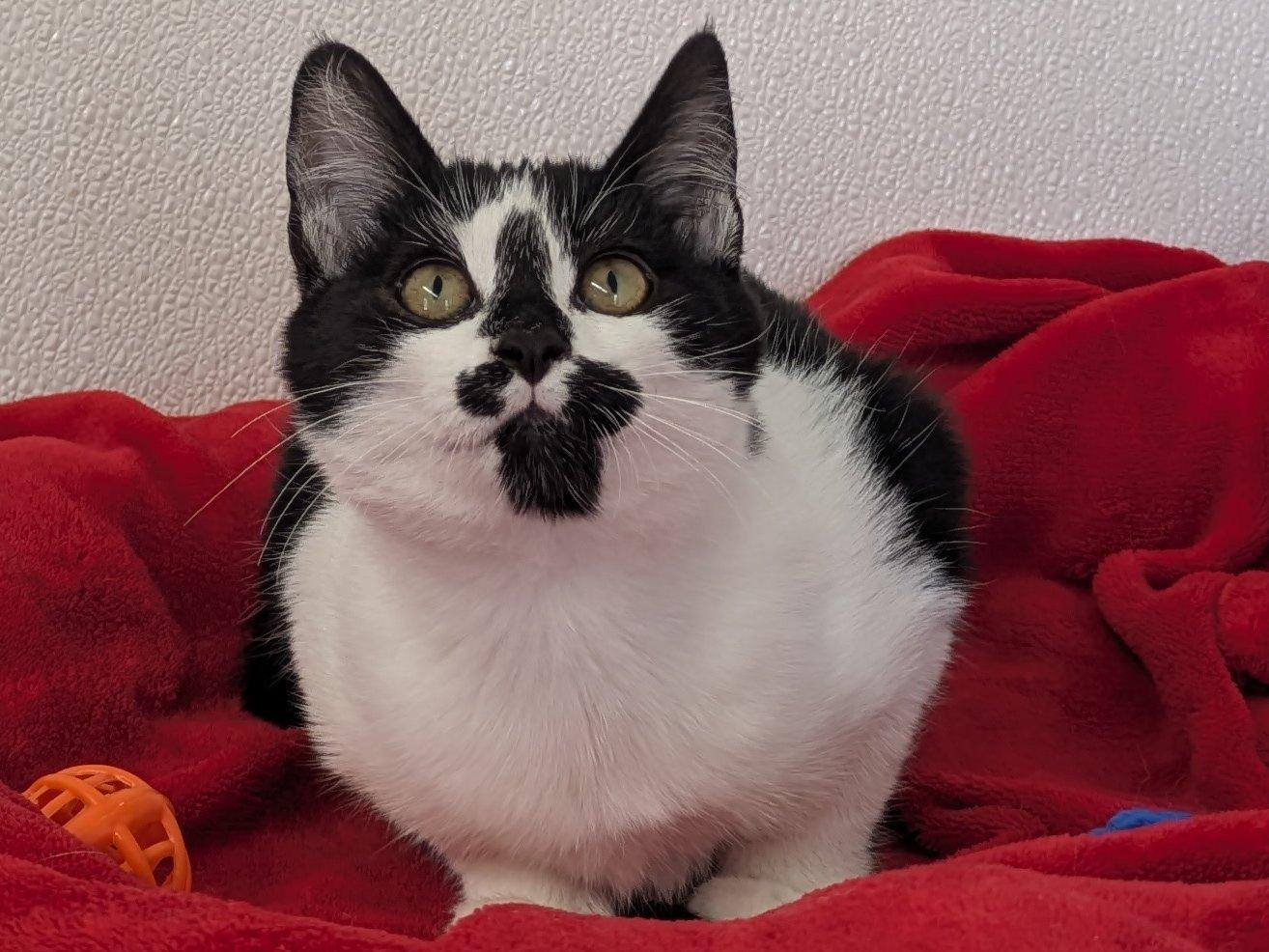 Almond Joy, an adoptable Domestic Short Hair in Republic, WA, 99166 | Photo Image 1