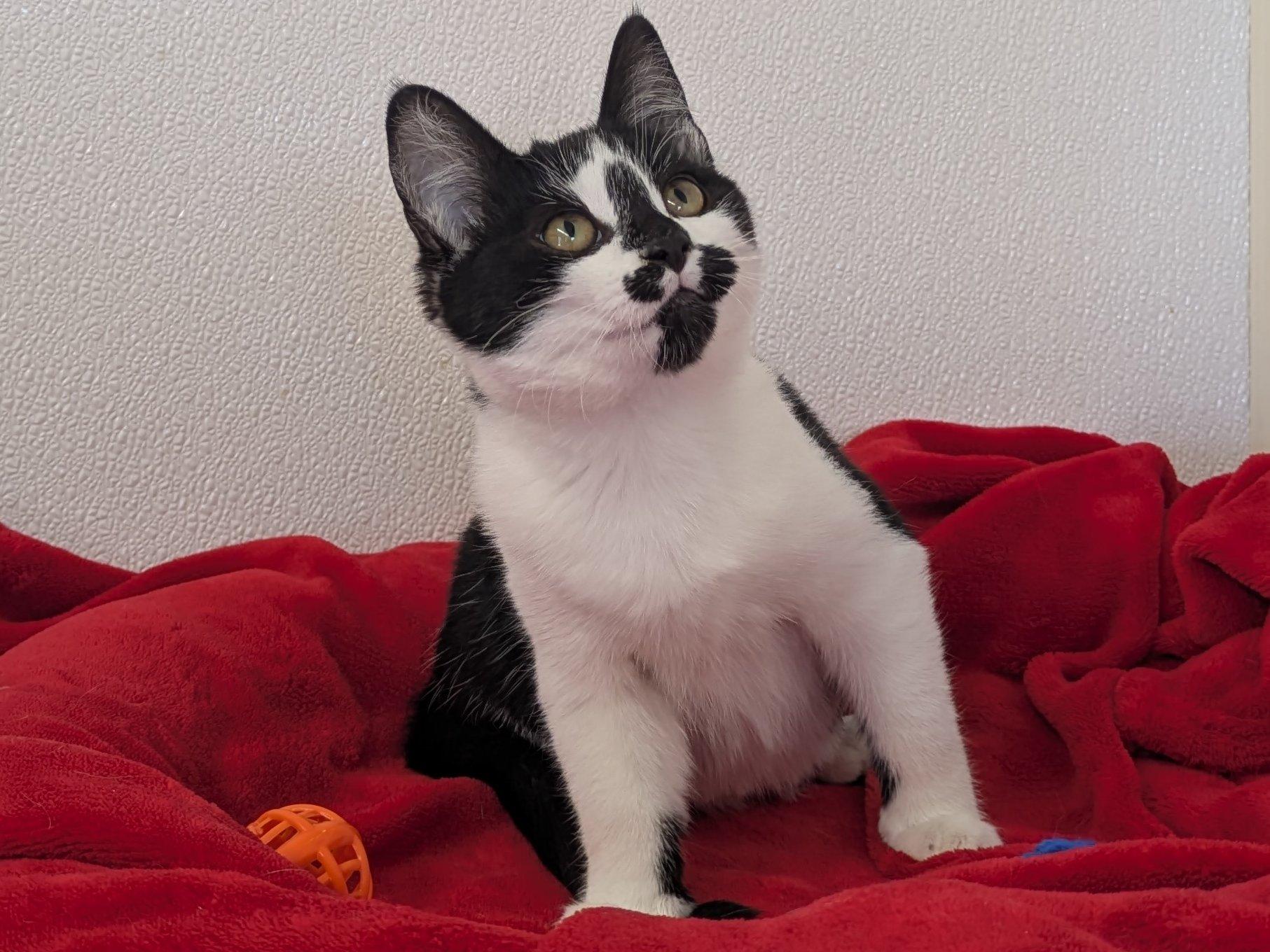 Almond Joy, an adoptable Domestic Short Hair in Republic, WA, 99166 | Photo Image 5